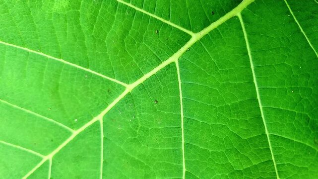 Bright macro background of fresh green teak leaf with detailed vein structure.