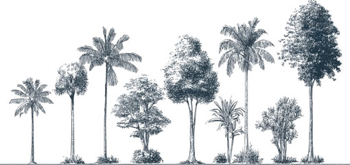 Collection of diverse tropical and temperate trees in a sketched monochrome style palm foliage © appl