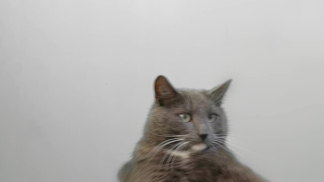 Cat Cleaning Itself By Licking on Gray Color Background. Cute Gray Feline Self-Grooming. Relax Time. Domestic Pet Video. Natural Behavior. Real Shot Kitty Licks its Muzzle Isolated. Goods for Pets