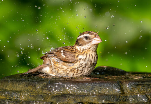 Female Rose-breasted Grosbeak (Pheucticus ludovicianus) splashing in a garden fountain, brown-white plumage with pale beak, water droplets visible.