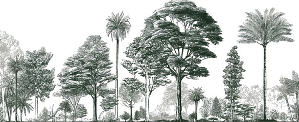 Diverse collection of trees and foliage rendered in a detailed monochrome style forest jungle botanical © appl