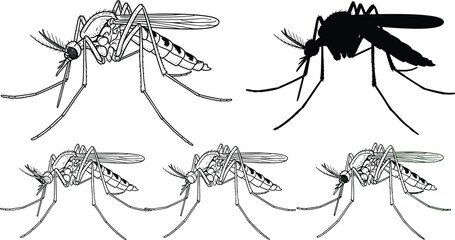 Detailed Mosquito Insect Vector Illustration Set Featuring Anatomical Line Art Silhouette and Highlighted Green Parts for Scientific and Educational Design Projects © Shoriful