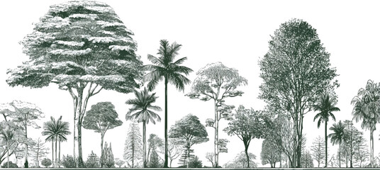 Diverse forest landscape with various trees and foliage in a detailed style botanical © appl