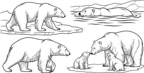 Polar bear family and wildlife sketch set with walking swimming and cubs detailed arctic animal hand drawn illustration © Jesika!