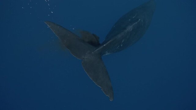 A huge sperm whale releases a sudden, cloudy burst of waste into the deep blue water, creating a brownish plume that spreads and slowly drifts away as the giant continues swimming.