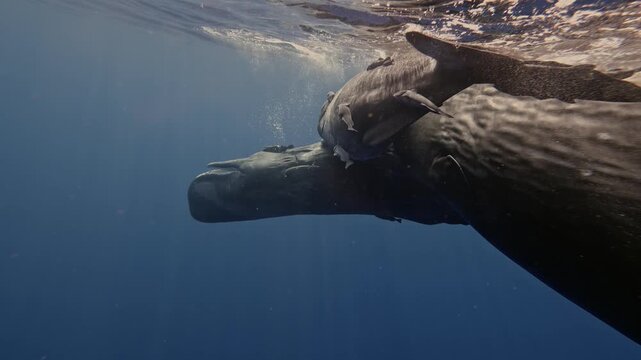 A massive sperm whale glides through the deep blue ocean, its enormous body filling the entire frame. Dozens of small remora fish cling closely to its skin, riding effortlessly