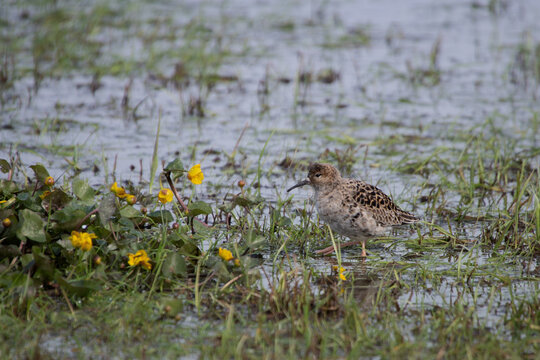 Alpenstrandl&auml;ufer im Feuchtgebiet mit gelben Bl&uuml;ten &ndash; Dunlin (Calidris alpina) in norddeutscher Wiesenlandschaft