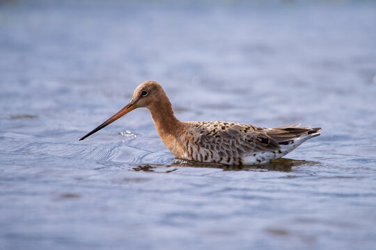 Uferschnepfe schwimmend im Wasser &ndash; Limosa limosa in ruhiger Natur mit viel Copyspace