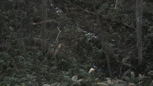 冬枯れの森と小さな川の流れ