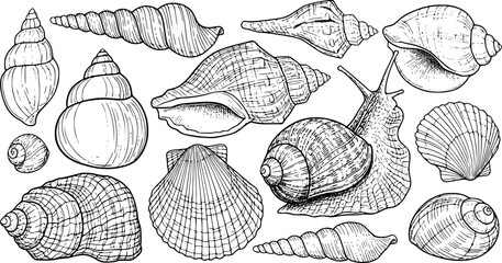 Collection of detailed black and white line of various seashells and a snail marine © Nasum