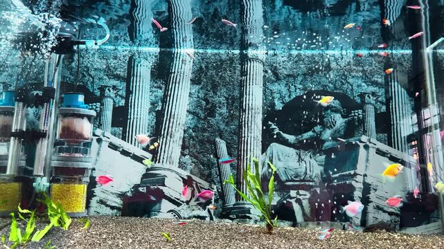 Fluorescent tropical fish swim freely in a large decorated aquarium featuring ancient Greek temple backdrop, aquatic plants, gravel substrate and visible filtration equipment