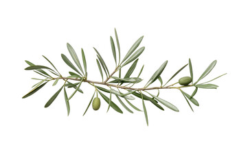 Fototapeta premium Olive branch with green fruit symbolizing peace