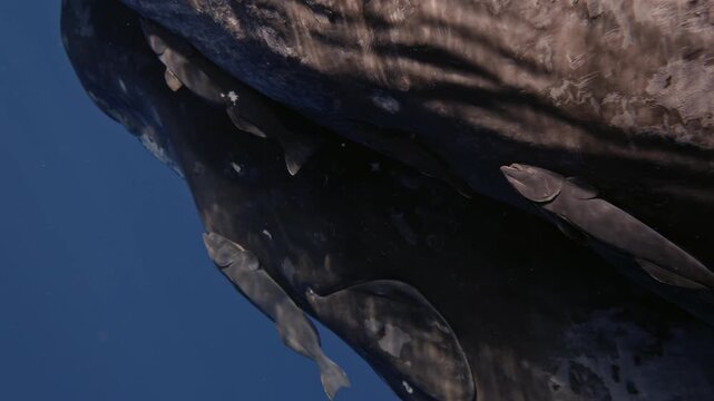 A massive sperm whale glides through the deep blue ocean, its enormous body filling the entire frame. Dozens of small remora fish cling closely to its skin, riding effortlessly