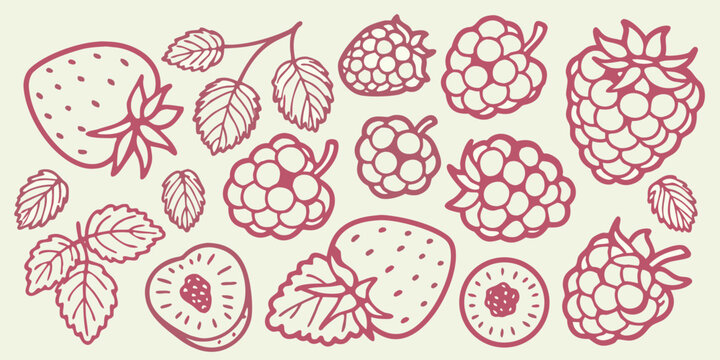 Hand drawn illustration of various berries including raspberries and strawberries