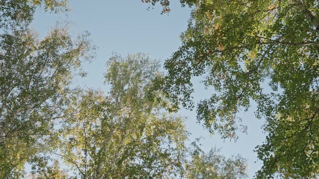 Birch canopy sky view camping calm, overhead treetops with scattered clouds and blue sky, gentle breeze moving leaves, view from tent or hammock, mindful pause and nature meditation, warm summer light