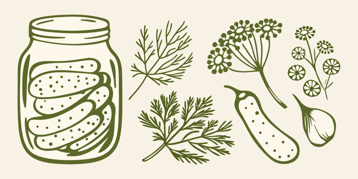 A hand drawn illustration of pickles in a jar with dill and cucumber elements