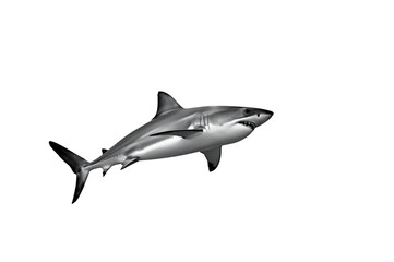 Fototapeta premium Great white shark swimming with mouth open