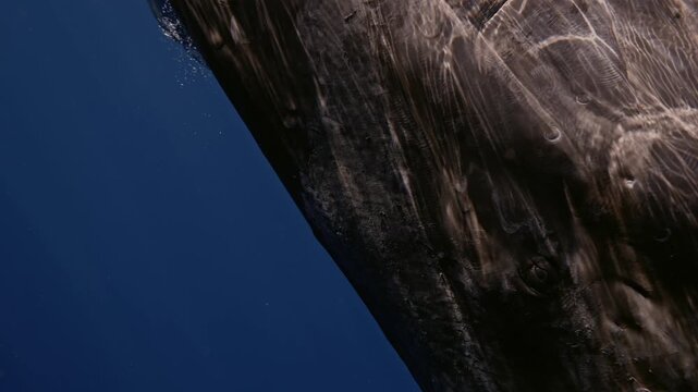 A massive sperm whale glides through the deep blue ocean, its enormous body filling the entire frame. Dozens of small remora fish cling closely to its skin, riding effortlessly