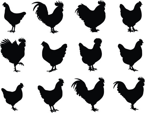 Chicken and rooster silhouettes set isolated on white background, farm poultry birds in different poses, black vector illustration collection for agriculture and design