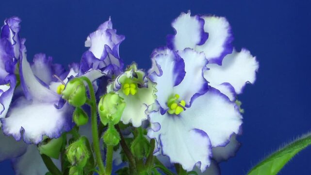 Time lapse of growing white-blue saintpaulia (African violet) on blue background