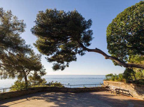 Moment de repos sous des pins maritimes &agrave; Monaco sur la C&ocirc;te d'Azur avec vue sur la mer