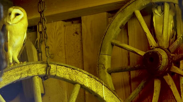 Close up of two Barn owls (tyto alba) standing in a barn looking around
