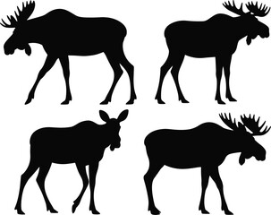 Obraz premium Moose silhouette set isolated on white background, wild elk animals in different poses, black vector illustration collection for wildlife, forest nature design concept
