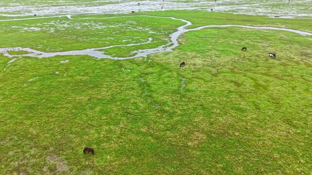 Horses are scattered across a large green field with patches of water. The setting shows a natural landscape with streams and grass under a clear sky.