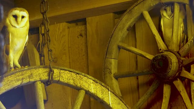 Close up of two Barn owls (tyto alba) standing in a barn looking around