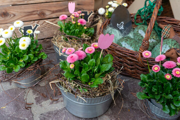 Pink bellis daisies arranged in metal pots with straw, twig nests, and pastel Easter accents. Charming spring display for holiday decor, floral styling, garden market presentation, rustic merchandisin © Volha