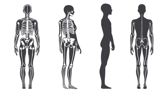 Silhouetted representations of human bodies highlighting the skeletal structure, front, side, and back views