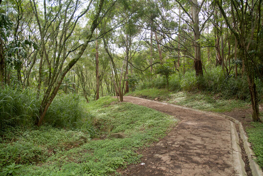 Pedestrian gravel path winding through a lush green tropical forest with slender trees and dense foliage in a public park.
