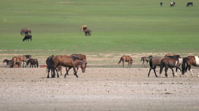 Wild free horses roll on dry soil removing parasites in open treeless steppe landscape. Herd lies on ground to scratch skin, remove insects, and maintain natural hygiene.