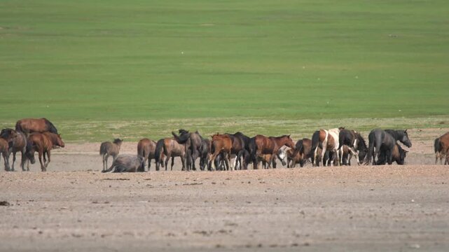 Wild free horses roll on dry soil removing parasites in open treeless steppe landscape. Herd lies on ground to scratch skin, remove insects, and maintain natural hygiene.