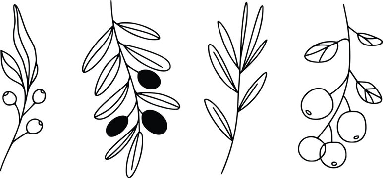 Olive Branches with Leaves and Fruits Vector Illustration