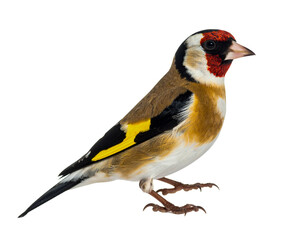 Naklejka premium European goldfinch bird standing against white background