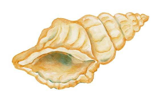 Watercolor Seashell Mollusk Shell Beach Coastal Summer Marine Sea Ocean Conch on a Transparent Background