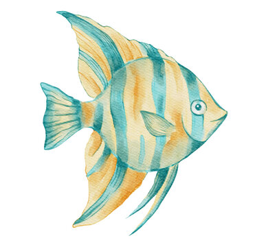 Watercolor Angelfish Tropical Animal Marine Sea Ocean Beach Coastal Summer Fish on a Transparent Background