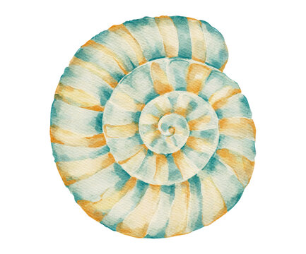 Watercolor Seashell Mollusk Beach Coastal Summer Ammonite Marine Sea Ocean Spiral Shell