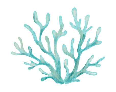 Watercolor Coral Seaweed Marine Sea Ocean Coastal Summer Reef on a Transparent Background