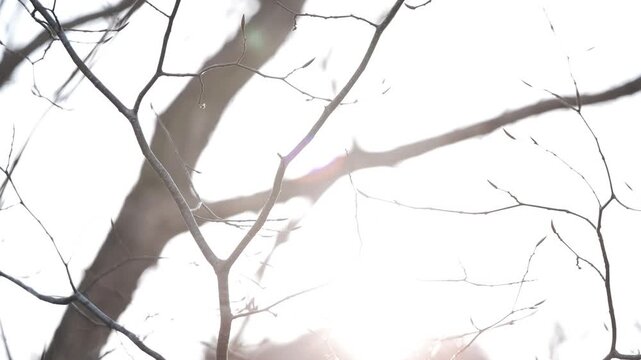 太陽を背景に森の中の冬枯れの木のシルエット