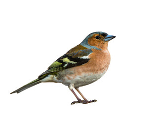 Fototapeta premium Common chaffinch Fringilla coelebs perching on mossy branch in nature