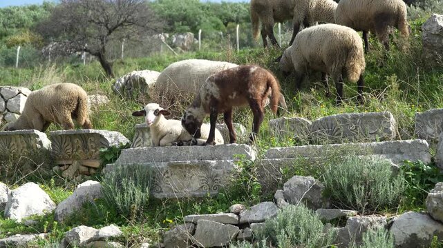 Young lamb rest on ornately carved ancient stone blocks as a flock grazes the hillside ruins of Letoon Sacred Area, historic Lycian ruins near city of Xanthos, Mugla, Turkey