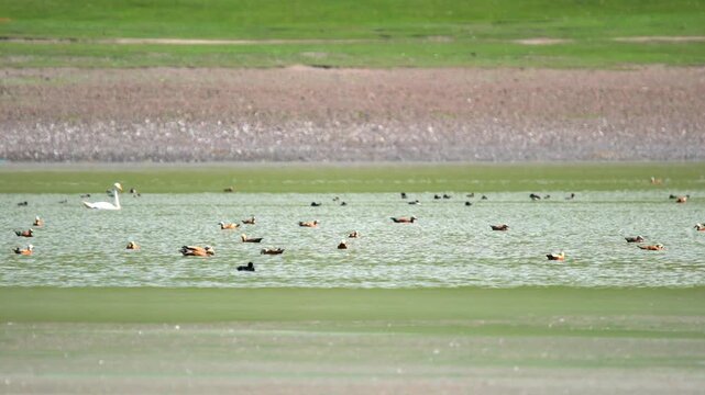Ruddy shelducks and white swan on last Aral Sea lagoon shore, Kazakhstan Uzbekistan border. Treeless marsh lake hosts mixed wildfowl, orange ducks drifting over shallow green water, arid basin.