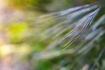 Makrofotografia kłosów zbóż w złotym świetle. Detale ości jęczmienia na rozmytym zielonym tle. Abstrakcyjne ujęcie natury, rolnictwa i letniego słońca. © Henryk Niestrój