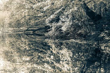 Artystyczne odbicie ciemnego lasu w tafli wody. Monochromatyczny krajobraz z teksturą drzew i zarośli. Mroczna, nostalgiczna atmosfera natury w czerni i bieli. Idealne jako tło lub okładka. © Henryk Niestrój