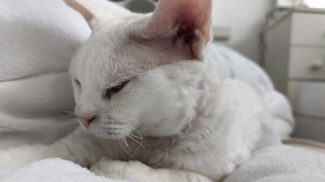 A sleepy white Devon Rex cat stretching its paws while lying comfortably on a white bed. The scene captures a calm and peaceful домаш lifestyle moment with soft light and cozy interior 