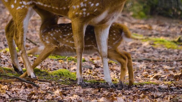 Close up of an axis deer fawn standing in the forest with his mother on a sunny autumn day and drinking from her udder