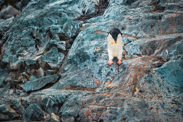 Adélie Penguin Spreading Wings on Antarctic Rock - Frontal View of Wildlife Bird with Natural Reddish Stains from Krill Diet in Polar Wilderness © Nick