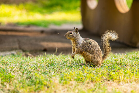 squirrel in the park